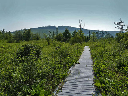 Scenic View of Cranesville Swamp. photo by: kathi Fachet.