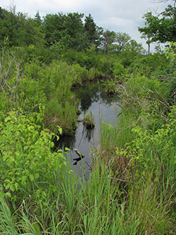Photo of Finzel Swamp by Kerry Wixted