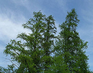 American larch, photo by Wikimedia Commons
