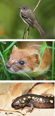 Photo collage of wildlife found at Fizel Swamp