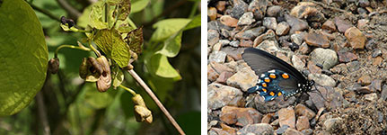 Top (left): Pipevine. Photo by: Wikimedia Commons. Top (right): Pipevine swallowtail. Photo by: Wikimedia Commons.