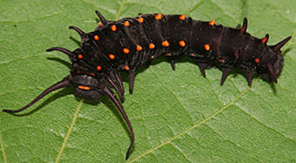 Pipevine swallowtail caterpillar. Photo by: Wikimedia Commons.