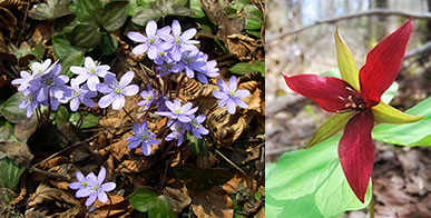 (left) Round-lobed hepatica by Wikimedia Commons; (right) Wake robin trillium by Kerry Wixted