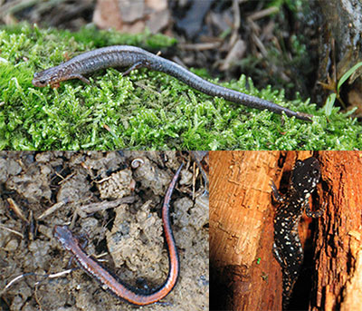 Salamanders: (top-Valley and ridge, by Dave Kazyak; Eastern red-backed, by Kelly Greer/USFWS; Slimy, by Kerry Wixted