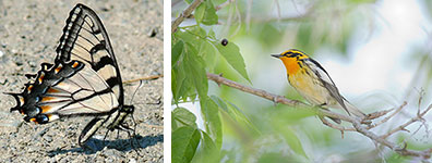 (Left) Blackburnian warbler. Photo by: Wikimedia Commons. (Right) An Appalachian tiger swallowtail sips minerals from a puddle. 