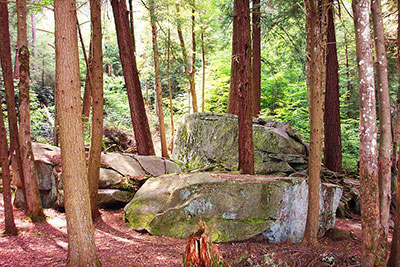A stand of the old growth eastern hemlock forest at Swallow Falls where the Vagabonds once camped. - Wikimedia Commons