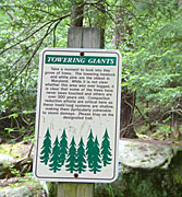 Signage for Old Growh Forest, photo by Kathi Facet