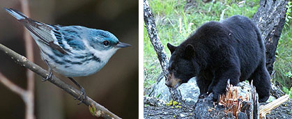 Left: Cerelean Warbler, photo by Wikimedia Commons; Right: Black Bear, photo by Wikimedia Commons