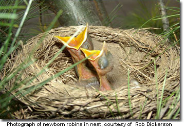 Photograph of newborn robins in nest, courtesy of Rob Dickerson