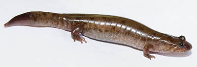 Adult Photo of Northern Dusky Salamander courtesy of Ed Thompson