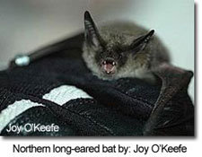 Northern long-eared bat by: Joy O’Keefe