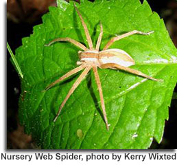 Nursery web spider, photo by Kerry Wixted