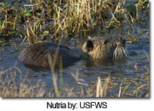 Nutria at Blackwater National Wildlife Refuge, USFWS