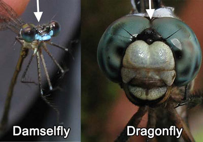 Photos comparing space between eyes of damselfly &amp; dragonfly