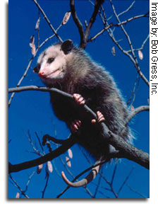 Opossum - Image by: Bob Gress, Inc.