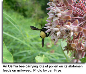 Osmia bee on milkweed, photo by Jen Frye