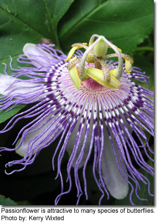Passionflower is attractive to many species of butterflies. Photo by: Kerry Wixted