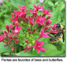 Pentas are favorites of bees and butterflies - Photo by Kerry Wixted