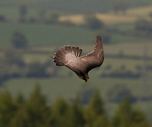 Peregrin Falcon beginning stoop, courtesy of Dissonance falling (flickr) 