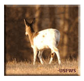 Piebald-deer, photo by USFWS