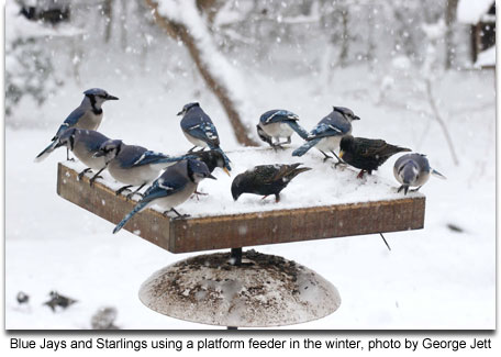 Sunflower seeds as winter feed for wild birds