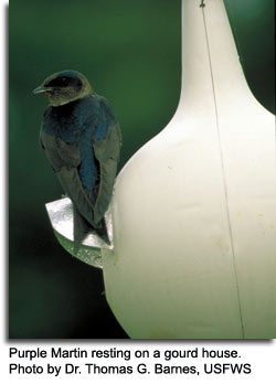 Purple Martin resting on a gourd house by Dr. Thomas G. Barnes, USFWS