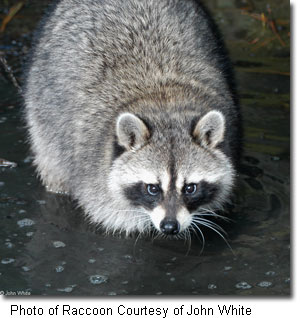 Photo of Raccoon, courtesy of John White