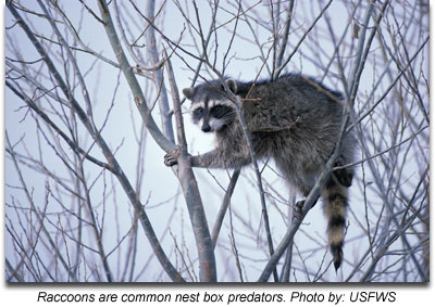 Raccoons are common nest box predators. Photo by: USFWS