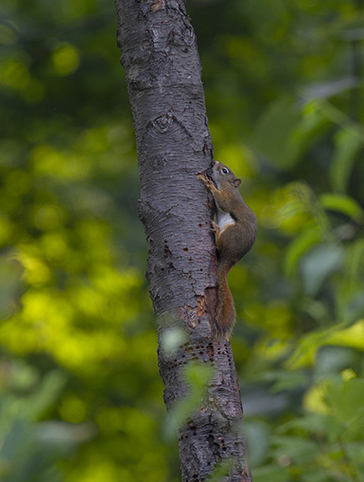 Red Squirrel in Garrett Co, by Bill Hubick (MBP)