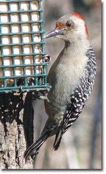 Red-bellied woodpecker dining on suet by Ken Thomas, Wikimedia commonsoodpecker_KenThomas.jpg