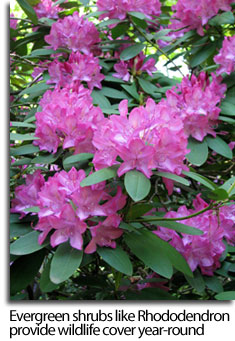 Rhododendron courtesy of Kerry Wixted 