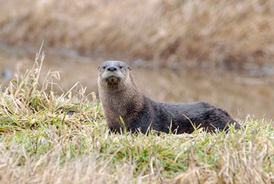 River otter by Dan Dzurisin, Flickr CC BY-NC-ND 2.0