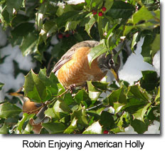 Robin enjoying American Holly, photo by Kerry Wixted