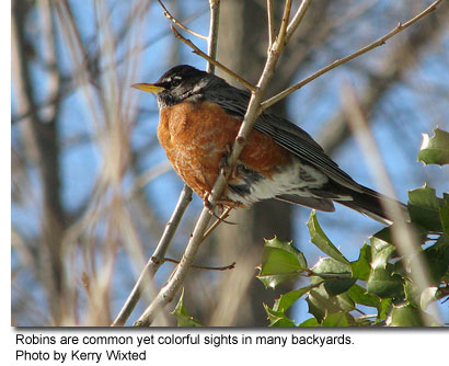 Robin, Migration, Diet & Habitat