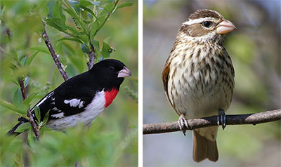 Rose BreastedGrosbeak Male Female 