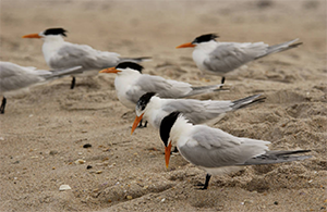 Royal Terns courtesy of US FWS online image library 