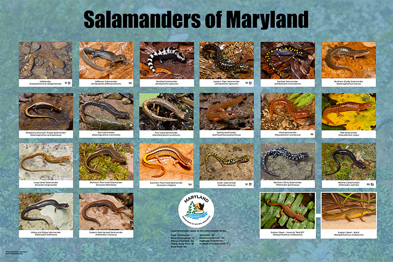 Click to download a copy of the salamander poster for printing. It has all the salamanders of Maryland pictured on it.