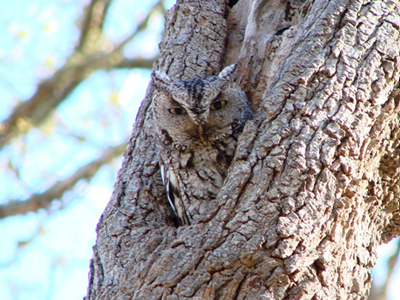 Eastern Screech Owl