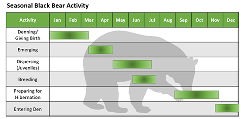 Graphic of Seasonal Black Bear Activity