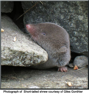 Northern Short Tailed Shrew