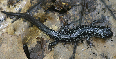 Adult photo of Northern Slimy Salamander courtesy of Lori Erb