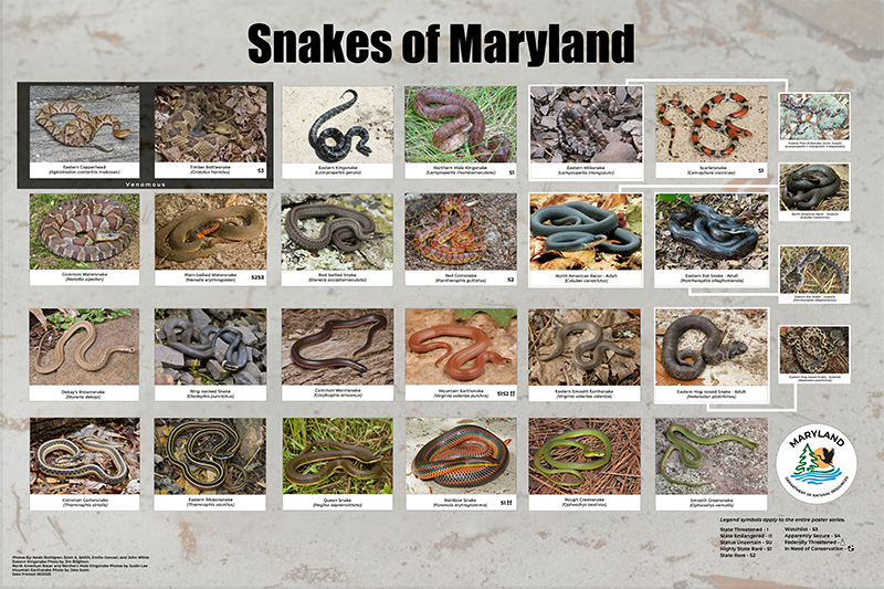 Click to download a copy of the snake poster for printing. It has all the snakes of Maryland pictured on it.