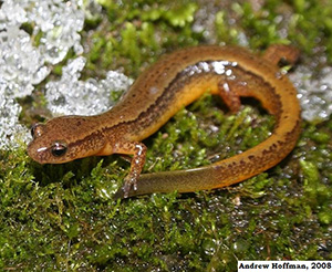 Adult Photo of Southern Two-lined Salamander courtesy of Andrew Hoffman CC by NC ND 2.0