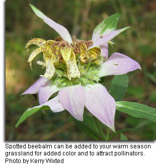 Spotted beebalm by Kerry Wixted