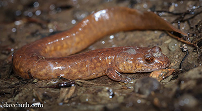 Photo 1: Adult photo of Northern Spring Salamander courtesy of Lori Erb