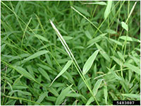 Stiltgrass_Flowers-Seeds.jpg