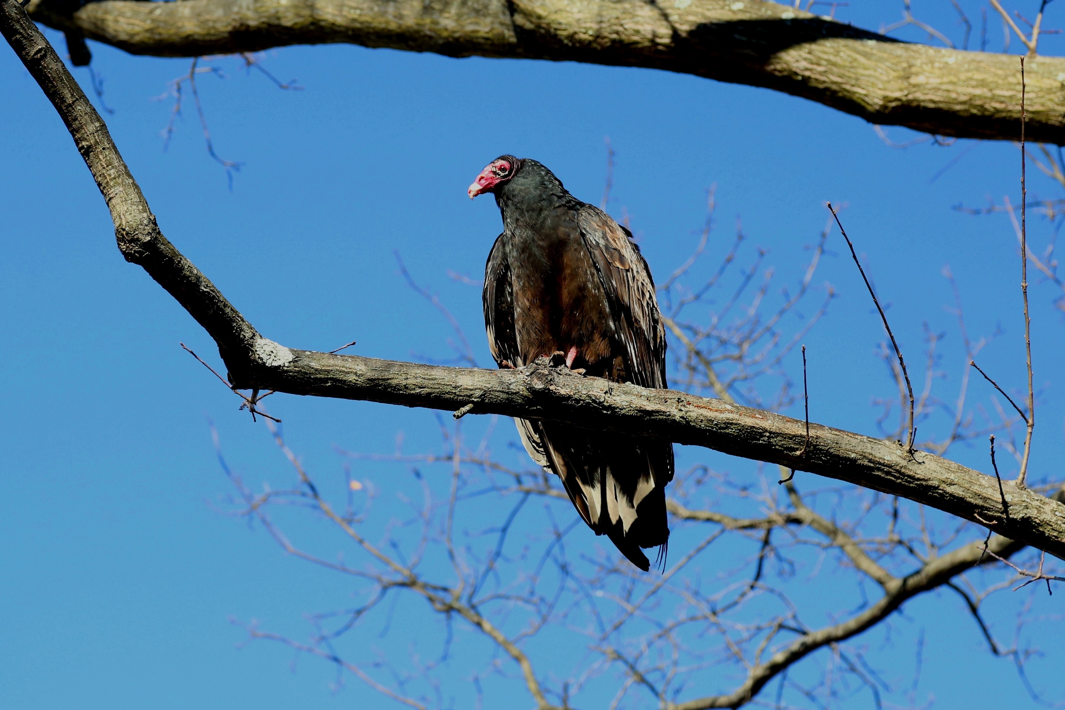 Turkey vulture on branch. Photo by Christina Lynn