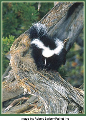 Baby Striped skunk in Tree Image by: Robert Barber/Painet Inc