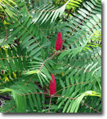 photo of Smooth Sumac by Kerry Wixted