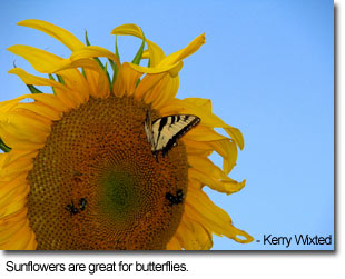 Sunflowers are great for butterflies, photo by Kerery Wixted